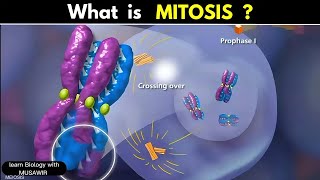 What is mitosis ? Animated Video