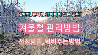 갈반병,탄저병,냉해피해 입었든 과수원 겨울철 관리하는 방법이 달라져야 한다