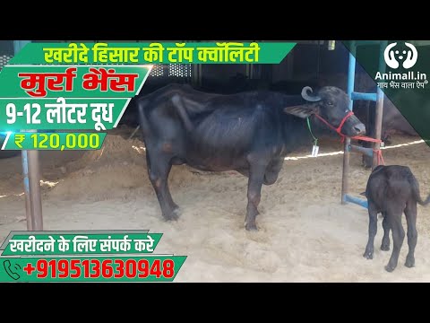 Black murrah buffalo