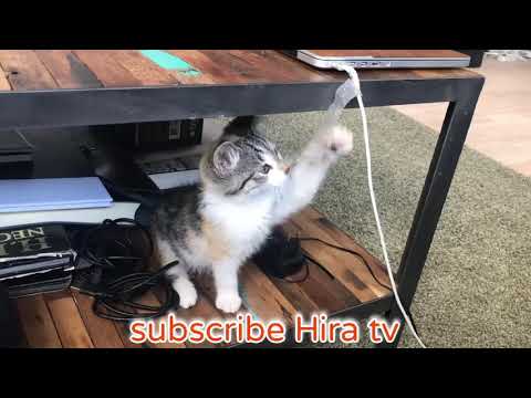 funny cats videos 2020||Hira tv||
