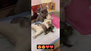 True love❤️😍😍😍😺😺😺😺#shorts #animalplanet #animals #funnyvideo #fyp #animalplanet #animals#fyp#shorts