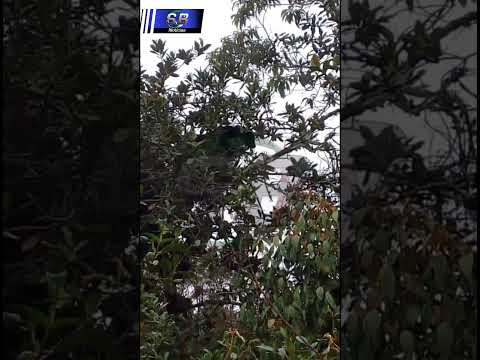 ¡Aguada, Santander confirma presencia del majestuoso Oso Andino!