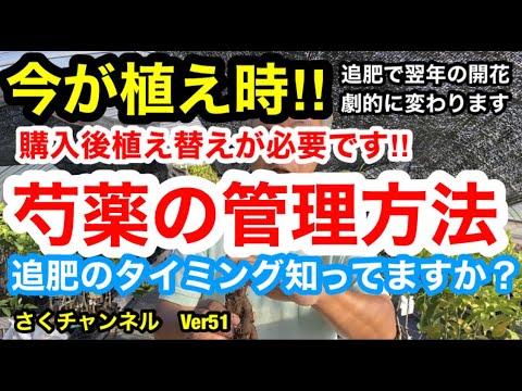 牡丹を鉢に植えて開花させるにはどうすればよいですか？  庭園
