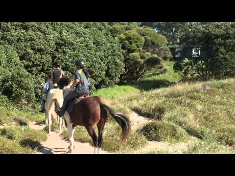 Pakiri Beach Horse Rides