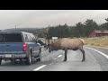 Bull Elk Attacks Truck In Estes Park