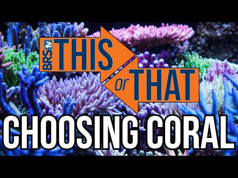 Softies vs LPS vs SPS: What Corals Are Right for YOUR Reef Tank?