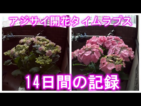 アジサイが育つまでどれくらいかかりますか？より速く成長させるための重要なヒント  庭園