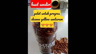 Download lagu Yuk...buat sendiri pelet untuk progress cabung dan warna channa ys kamu....#shorts #fyp #ikanhias mp3