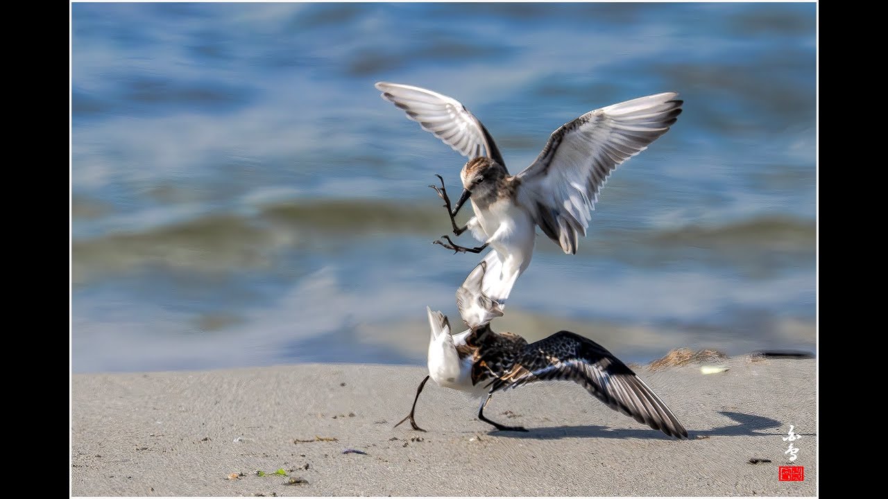 세가락도요의 결투^^* 유튜브 썸네일