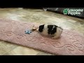 Pomeranian dogs for sale: Spencer - Video 1