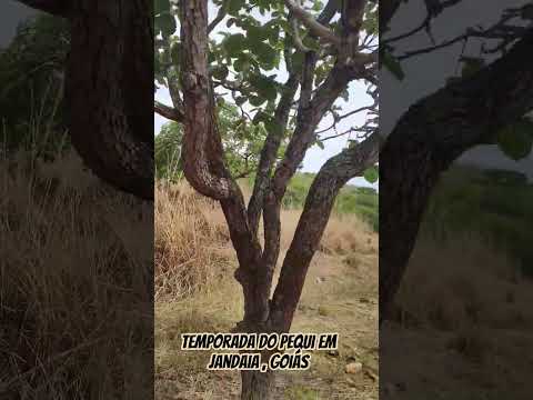 Temporada do pequi em Jandaia , Goiás