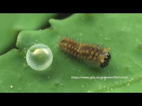 ナミアゲハの孵化