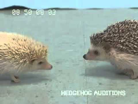 Sonic Adventure 2 Battle   Gamecube   Commercial  Trailer   2002   Sega 6  asf