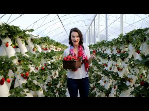 Ricardoes Tomatoes and Strawberries Farm