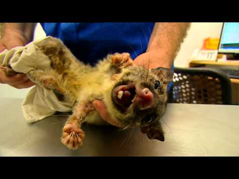wildlife rehabilitator resources beginners play