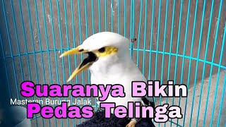 Download lagu Jalak Pito gacor Di tangan Bongkar Isian Suaranya Keras Bikin Pedas Telinga - Masteran Burung jalak mp3 Download lagu Jalak Pito gacor Di tangan Bongkar Isian Suaranya Keras Bikin Pedas Telinga - Masteran Burung jalak mp3