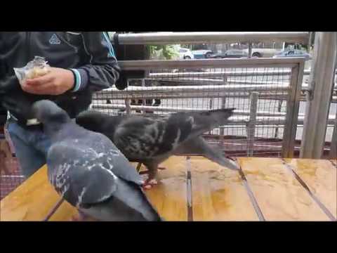 Голуби дерутся на веранде Макдональдса