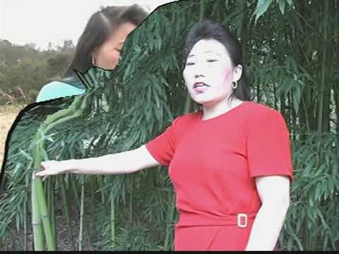 3 /12 /25 / Ntsuj Plig Seev  / Nkauj Qhuab Vaajtswv /N. Txawj Tsheej Xyooj