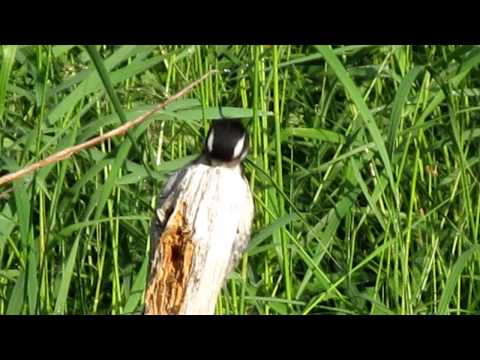 Chipmunk Attacks Woodpecker
