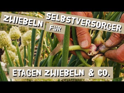 , title : 'Zwiebeln für Selbstversorger - Etagenzwiebeln, Winterheckenzwiebeln und Mehr'