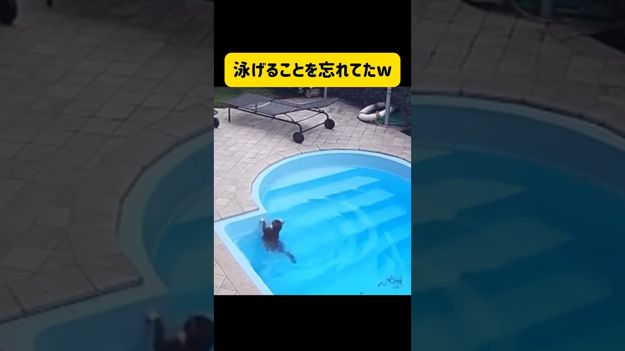 泳ぐことを知った猫