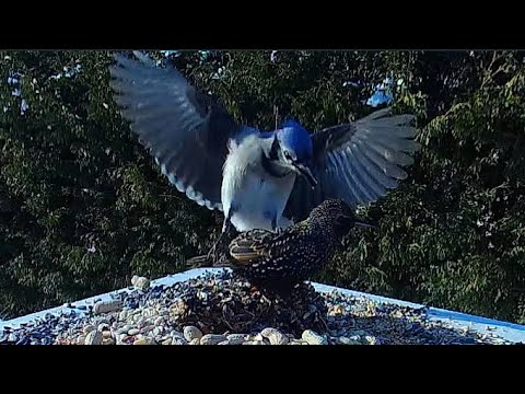 Blue Jay attacks Starling, Starling sings, a lot of slow motion