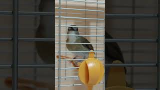 Download lagu SRDC (sikatan rimba dada coklat) paud trotol jantan S1E25 [Pet ON] mp3