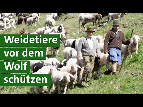 Wölfe in Oberbayern: Wie kann man Schafe und Ziegen schützen? | Herdenschutz | Unser Land | BR