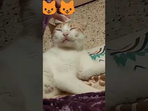 # 🐱💜جوجو💜😘#قط #pets