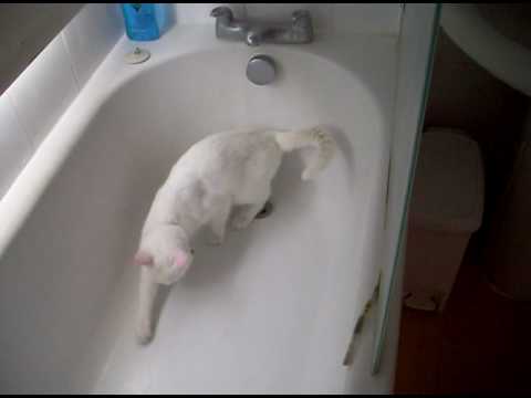 Cat Pees In Bath
