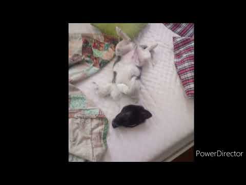 Słownik 2022- Z dedykacją dla Maćka Mauera