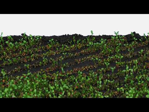 videoblocks time lapse of growing clover plants in rows 1x1w with alpha transparency channel isolate
