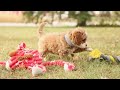 Mini Goldendoodle dogs for sale: Asher - Video 1