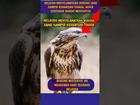 Nelayan Menyelamatkan Burung yang Hampir Kehabisan Tenaga #shorts