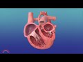 In-Utero Procedure to Reverse Hypoplastic Left Heart Syndrome