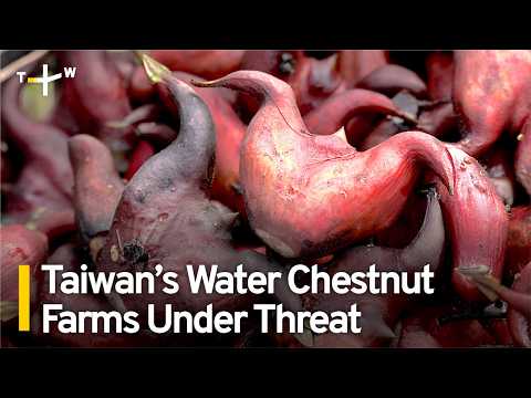 Development Plans Threaten Water Chestnut Farmers in Southern Taiwan｜TaiwanPlus News