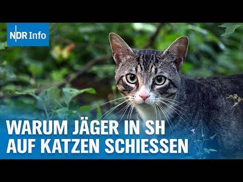 Jagd auf Hauskatzen: Dürfen Jäger freilaufende Katzen erschießen? | NDR Info