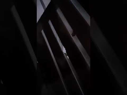 Video: un tiroteo en Albardón reavivó el recuerdo del crimen de Emir Barboza