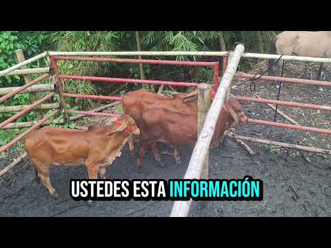 Feria Ganadera en Otanche Boyacá. 