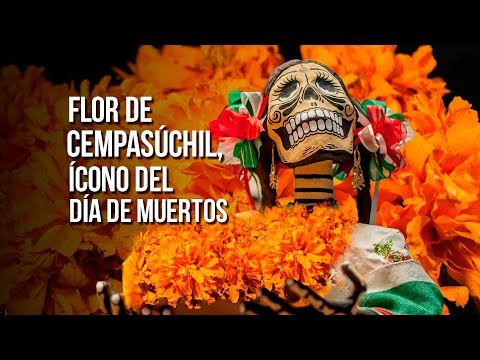 Flor de cempasúchil, ícono del Día de Muertos - UNAM Global