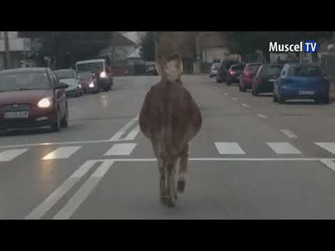 Jurnal MUSCEL TV 15.11.2022 Măgar la pas prin traficul din Câmpulung