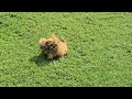Shihpoo dogs for sale: Peanut - Video 1
