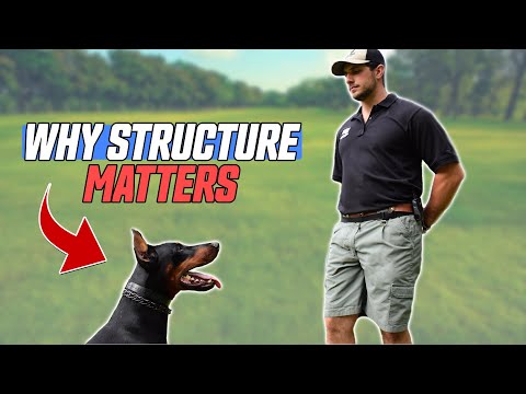 Why Structure MATTERS with Your Dog - PTP #9