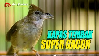 Download lagu KAPAS TEMBAK GACOR FULL NGEPIK BESET mp3 Download lagu KAPAS TEMBAK GACOR FULL NGEPIK BESET mp3