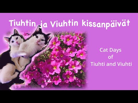 Tiuhtin ja Viuhtin kissanpäivät; Cat Days of Tiuhti and Viuhti