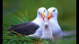 preview picture of video 'Some Birds click Photo in Nepal Zoo || So Beautiful Birds'