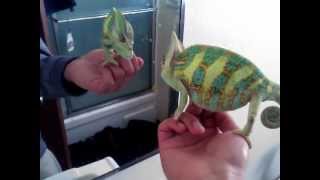 Chameleon mirror attack