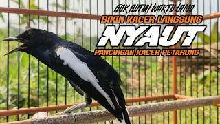 Download lagu Suara Burung Kacer Bikin Lawan Emosi Gacor, Pancingan Kacer Agar Cepat Emosi Gacor mp3