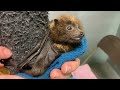 Fuzzy Baby Bat Celebrates Birthday