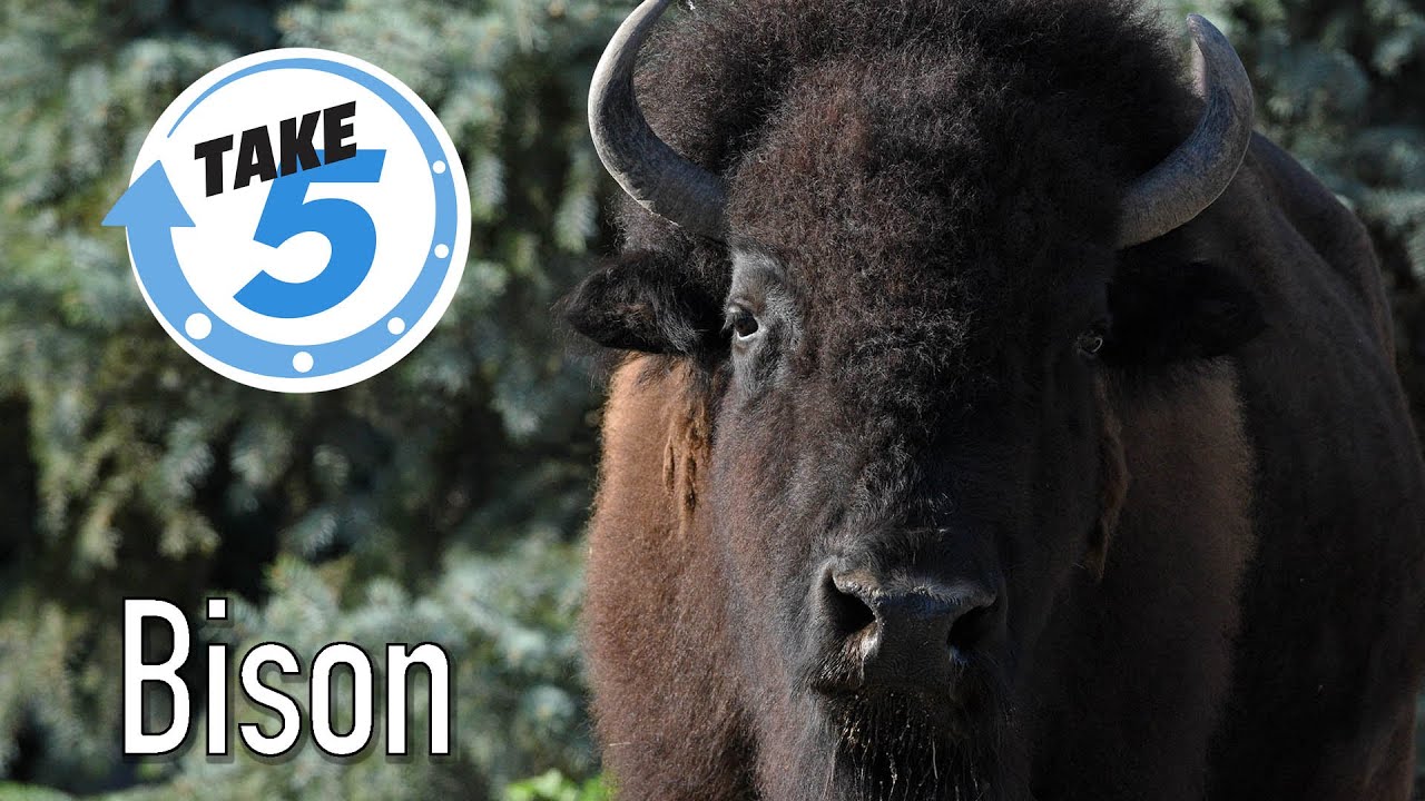 5 Cool Facts About Bison